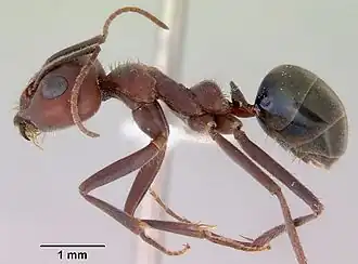 Iridomyrmex bigi