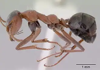 Iridomyrmex cappoinclinus