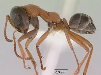 Iridomyrmex cephaloinclinus