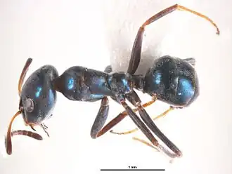 Iridomyrmex coeruleus