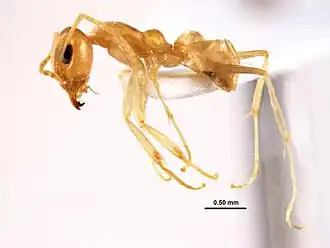 Iridomyrmex exsanguis