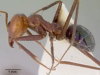 Iridomyrmex galbanus