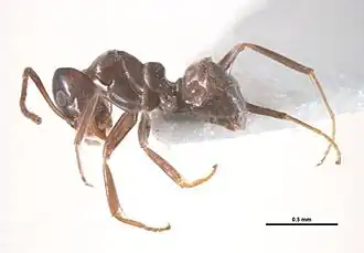 Iridomyrmex gibbus