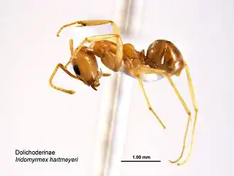Iridomyrmex hartmeyeri