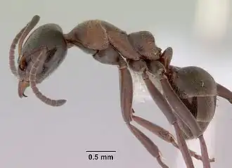 Iridomyrmex hesperus