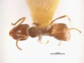 Iridomyrmex mjobergi