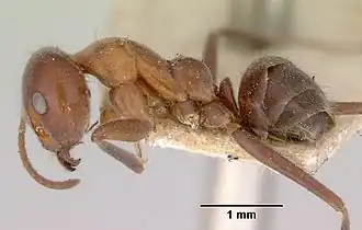 Iridomyrmex obscurior