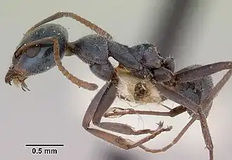 Iridomyrmex prismatis