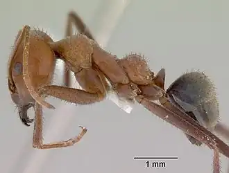 Iridomyrmex reburrus