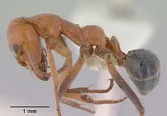 Iridomyrmex rufoinclinus