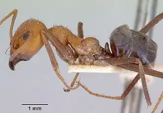 Iridomyrmex sanguineus