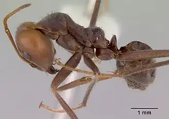 Iridomyrmex spadius