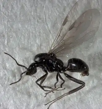 Iridomyrmex suchieri