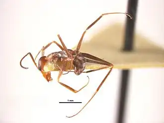 Iridomyrmex tenuiceps