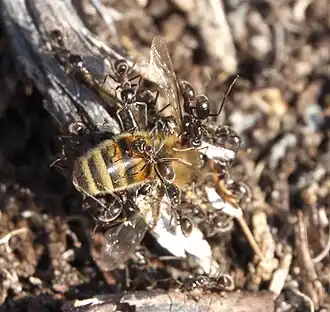 Iridomyrmex turbineus
