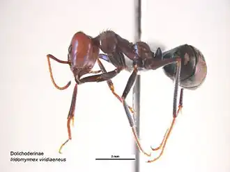 Iridomyrmex viridiaeneus