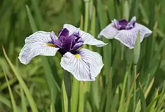 Japanse iris