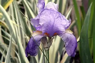 Iris pallida