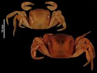 Irmengardia johnsoni