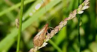 Ironoquia plattensis