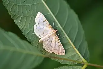 Polygrammodes flavidalis