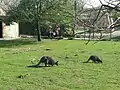 Wallaby's in het dierenparkgedeelte