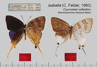 Bindahara isabella