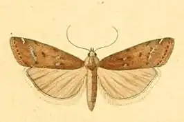 Isauria dilucidella