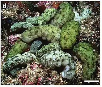 Isaurus tuberculatus