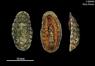Ischnochiton (Ischnochiton) sirenkoi