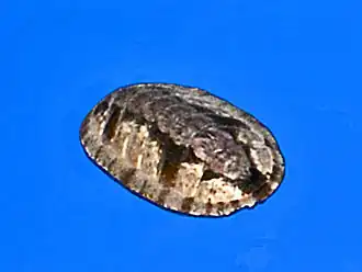 Ischnochiton (Haploplax) smaragdinus