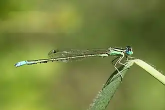 Perzisch lantaarntje