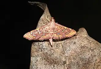 Ischnurges gratiosalis