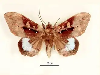 Ischyja manlia