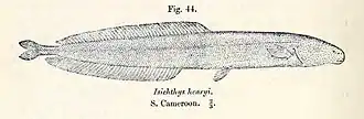 Isichthys