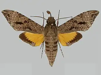 Isognathus swainsonii