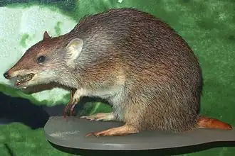 Gouden kortneusbuideldas