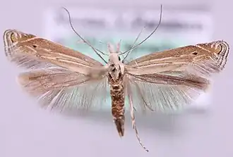 Scherpe streepbandmot