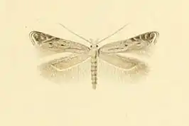 Isophrictis invisella