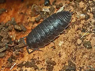 Porcellio pumicatus
