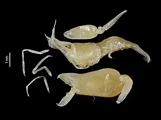 Isopontonia platycheles