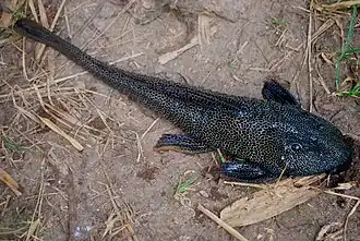 Isorineloricaria spinosissima