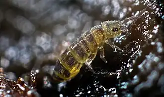 Isotomurus antennalis