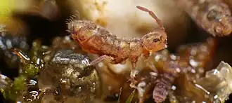 Isotomurus maculatus