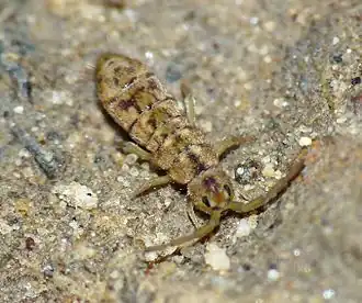 Isotomurus palustris