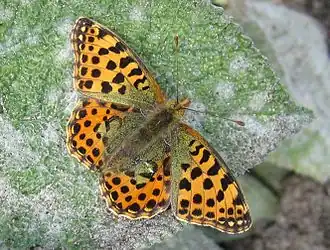 Kleine parelmoervlinder