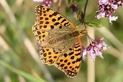 Kleine parelmoervlinder op wilde marjolein