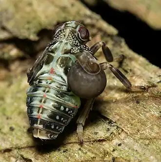 Een door een sluipwesp geparasiteerde nimf.