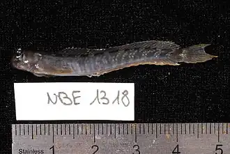 Istiblennius dussumieri
