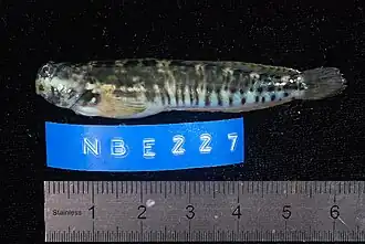 Istiblennius edentulus